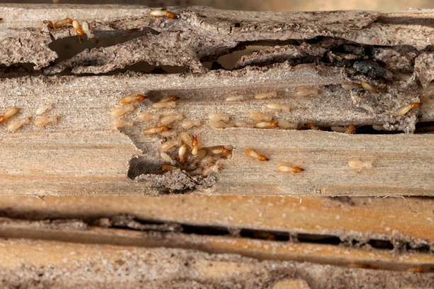 Best Bed Bug Extermination  in Glennville, GA
